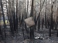 A burnt metal sign hangs from a tree, damaged by recent wildfires, in Drayton Valley Alta., on Wednesday, May 17, 2023.
